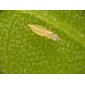 Echinothrips americanus larva