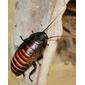Gromphadorhina portentosa