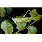 Images from Singing Insects of North America. 195pm, Neoconocephalus robustus green male