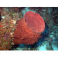 Barrel sponge (Xestospongia muta)--these sponges may live for 100 years and grow to over 18 meters tall