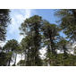 Araucaria araucana 16