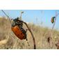 Escaravelhos // Beetles (Hycleus duodecimpunctatus)