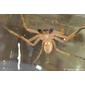 Aranha da família Sparassidae // Huntsman Spider (Olios argelasius), male