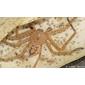Aranha da família Sparassidae // Huntsman Spider (Olios argelasius), male