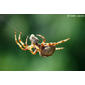 Tecedeira-angulosa // Spider (Araneus angulatus)