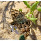 Borboleta // False Mallow Skipper (Carcharodus tripolina)