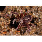 Arachnida, Ricinulei, Cryptocellus goodnighti