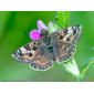 Dingy Skipper