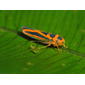 Cicadellid