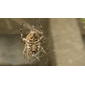 Onigumo-- the Ogre Spider