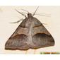 Borboleta Noturna // Moth (Petrophora convergata)