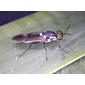 Eudmeta marginata
