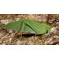 Male Lesser Angle-wing