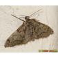 Borboleta Noturna // Dusky Carpet (Tephronia sepiaria)
