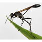 Thread-waisted wasp