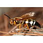 Eastern Cicada Killer