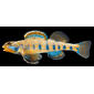 Etheostoma obama