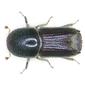 Ips typographus (Linne, 1758)