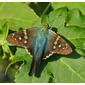 Long-tailed Skipper - Urbanus proteus