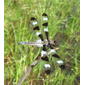 Twelve-spotted Skimmer