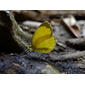 Papuan grass-yellow butterfly