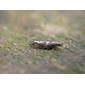 Acrolepiopsis assectella