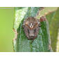 Tecedeira-angulosa // Spider (Araneus angulatus), juvenile