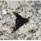 Flying wedge - Anthrax maculatus