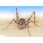 Diestrammena asynamora, greenhouse stone cricket