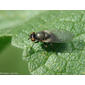 Mosca da família Lauxaniidae // Beach Fly (Calliopum sp.)