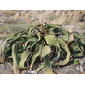 Welwitschia mirabilis