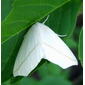 White Slant-line