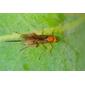 Vespa da família Braconidae // Braconid Wasp (Bracon sp.)