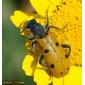 Escaravelho // Beetle (Trichodes octopunctatus)