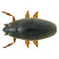 Orectochilus villosus (O.F.Mueller, 1776)
