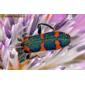 Escaravelho‑soldado // Beetle (Trichodes leucopsideus)