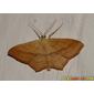 Borboleta Noturna // Moth (Scopula imitaria)