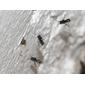 Native bees swarming 7754