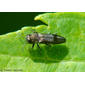 Escaravelho  // الخنفساء آكلة الأخشاب معدنية اللون (Agrilus derasofasciatus)