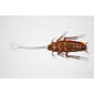 American Cockroach
