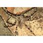 Aranha // Spider (Eusparassus dufouri), male