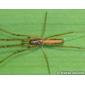 Aranha // Spider (Tetragnatha sp.), male