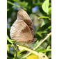 Eggfly Blue-banded6090