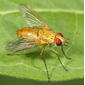 Colorful tachinid