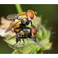 Tachinid flies