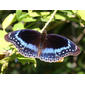 Eggfly Blue-banded6077