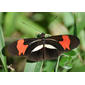 Borboleta-maria-boba (Heliconius erato phyllis)