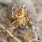 Aranha-de-cruz-cosmopolita // European Garden Spider (Araneus diadematus), female