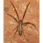 Aranha da família Tetragnathidae // Bigjawed Orbweb Spider (Tetragnatha sp.)