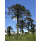 Araucaria araucana 10